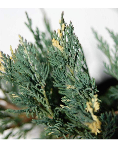 Ялівець горизонтальний Варієгата | Juniperus horizontalis Variegata | Можжевельник горизонтальный Вариегата