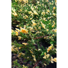 Ялівець горизонтальний Андорра Варієгата | Juniperus horizontalis Andorra Variegata | Можжевельник горизонтальный Андорра Вариегата