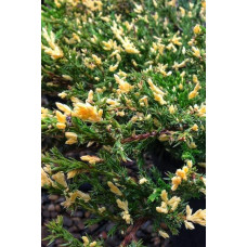 Ялівець горизонтальний Андорра Варієгата | Juniperus horizontalis Andorra Variegata | Можжевельник горизонтальный Андорра Вариегата