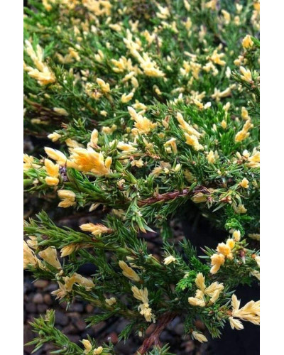 Ялівець горизонтальний Андорра Варієгата | Juniperus horizontalis Andorra Variegata | Можжевельник горизонтальный Андорра Вариегата