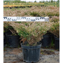 Ялівець горизонтальний Андорра Варієгата | Juniperus horizontalis Andorra Variegata | Можжевельник горизонтальный Андорра Вариегата