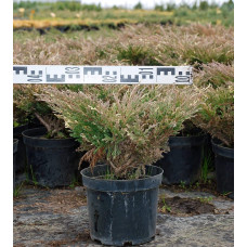Ялівець горизонтальний Андорра Варієгата | Juniperus horizontalis Andorra Variegata | Можжевельник горизонтальный Андорра Вариегата