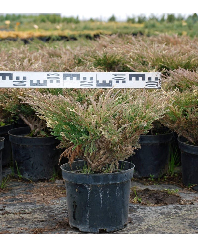 Ялівець горизонтальний Андорра Варієгата | Juniperus horizontalis Andorra Variegata | Можжевельник горизонтальный Андорра Вариегата