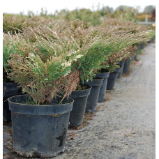 Ялівець горизонтальний Андорра Варієгата | Juniperus horizontalis Andorra Variegata | Можжевельник горизонтальный Андорра Вариегата