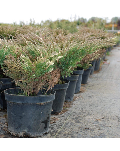 Ялівець горизонтальний Андорра Варієгата | Juniperus horizontalis Andorra Variegata | Можжевельник горизонтальный Андорра Вариегата