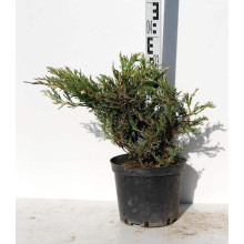 Ялівець горизонтальний Андорра Варієгата | Juniperus horizontalis Andorra Variegata | Можжевельник горизонтальный Андорра Вариегата