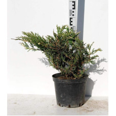 Ялівець горизонтальний Андорра Варієгата | Juniperus horizontalis Andorra Variegata | Можжевельник горизонтальный Андорра Вариегата
