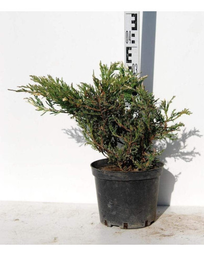 Ялівець горизонтальний Андорра Варієгата | Juniperus horizontalis Andorra Variegata | Можжевельник горизонтальный Андорра Вариегата