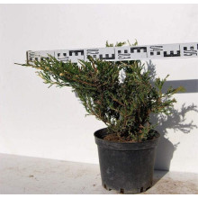 Ялівець горизонтальний Андорра Варієгата | Juniperus horizontalis Andorra Variegata | Можжевельник горизонтальный Андорра Вариегата