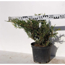 Ялівець горизонтальний Андорра Варієгата | Juniperus horizontalis Andorra Variegata | Можжевельник горизонтальный Андорра Вариегата