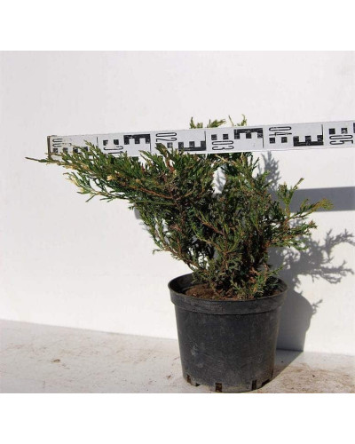 Ялівець горизонтальний Андорра Варієгата | Juniperus horizontalis Andorra Variegata | Можжевельник горизонтальный Андорра Вариегата