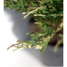 Ялівець горизонтальний Андорра Варієгата | Juniperus horizontalis Andorra Variegata | Можжевельник горизонтальный Андорра Вариегата