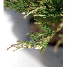 Ялівець горизонтальний Андорра Варієгата | Juniperus horizontalis Andorra Variegata | Можжевельник горизонтальный Андорра Вариегата