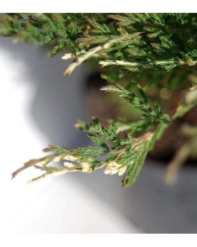 Ялівець горизонтальний Андорра Варієгата | Juniperus horizontalis Andorra Variegata | Можжевельник горизонтальный Андорра Вариегата