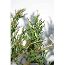 Ялівець горизонтальний Андорра Варієгата | Juniperus horizontalis Andorra Variegata | Можжевельник горизонтальный Андорра Вариегата