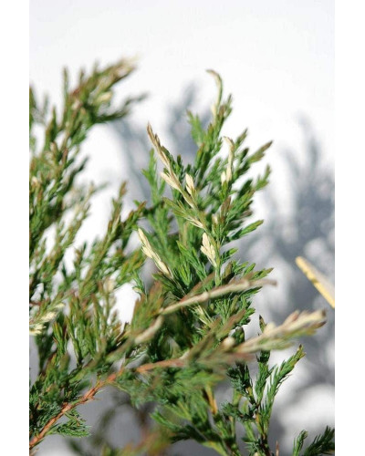 Ялівець горизонтальний Андорра Варієгата | Juniperus horizontalis Andorra Variegata | Можжевельник горизонтальный Андорра Вариегата