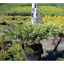 Ялівець горизонтальний Андорра Варієгата | Juniperus horizontalis Andorra Variegata | Можжевельник горизонтальный Андорра Вариегата