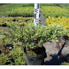 Ялівець горизонтальний Андорра Варієгата | Juniperus horizontalis Andorra Variegata | Можжевельник горизонтальный Андорра Вариегата