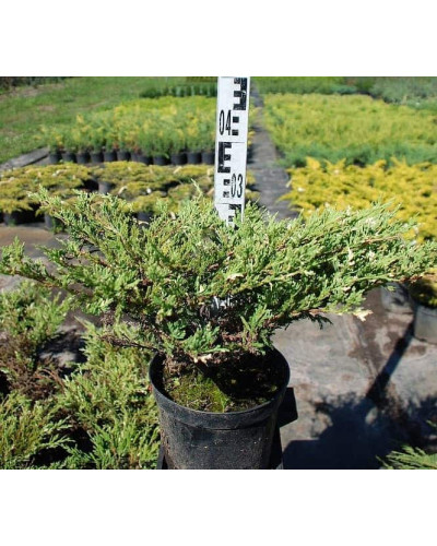 Ялівець горизонтальний Андорра Варієгата | Juniperus horizontalis Andorra Variegata | Можжевельник горизонтальный Андорра Вариегата