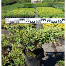 Ялівець горизонтальний Андорра Варієгата | Juniperus horizontalis Andorra Variegata | Можжевельник горизонтальный Андорра Вариегата