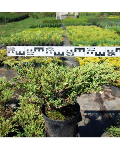 Ялівець горизонтальний Андорра Варієгата | Juniperus horizontalis Andorra Variegata | Можжевельник горизонтальный Андорра Вариегата
