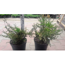 Ялівець горизонтальний Андорра Варієгата | Juniperus horizontalis Andorra Variegata | Можжевельник горизонтальный Андорра Вариегата