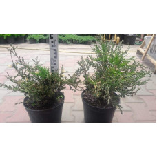 Ялівець горизонтальний Андорра Варієгата | Juniperus horizontalis Andorra Variegata | Можжевельник горизонтальный Андорра Вариегата