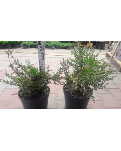 Ялівець горизонтальний Андорра Варієгата | Juniperus horizontalis Andorra Variegata | Можжевельник горизонтальный Андорра Вариегата