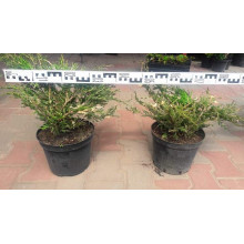 Ялівець горизонтальний Андорра Варієгата | Juniperus horizontalis Andorra Variegata | Можжевельник горизонтальный Андорра Вариегата