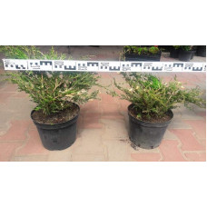 Ялівець горизонтальний Андорра Варієгата | Juniperus horizontalis Andorra Variegata | Можжевельник горизонтальный Андорра Вариегата