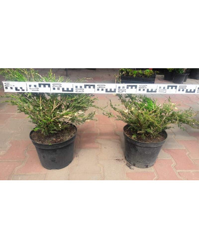 Ялівець горизонтальний Андорра Варієгата | Juniperus horizontalis Andorra Variegata | Можжевельник горизонтальный Андорра Вариегата
