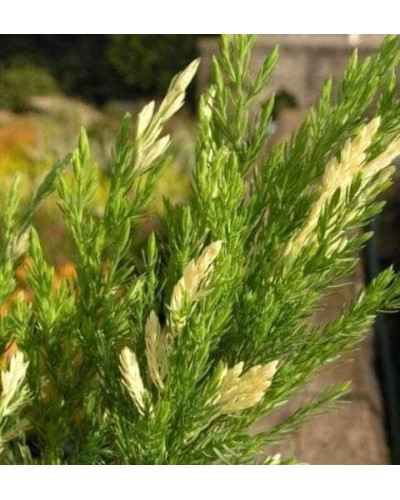 Ялівець горизонтальний Андорра Варієгата | Juniperus horizontalis Andorra Variegata | Можжевельник горизонтальный Андорра Вариегата