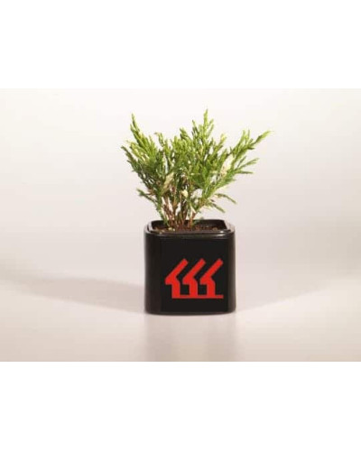 Ялівець горизонтальний Андорра Варієгата | Juniperus horizontalis Andorra Variegata | Можжевельник горизонтальный Андорра Вариегата