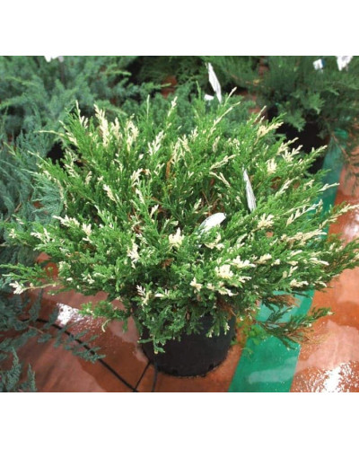 Ялівець горизонтальний Андорра Варієгата | Juniperus horizontalis Andorra Variegata | Можжевельник горизонтальный Андорра Вариегата