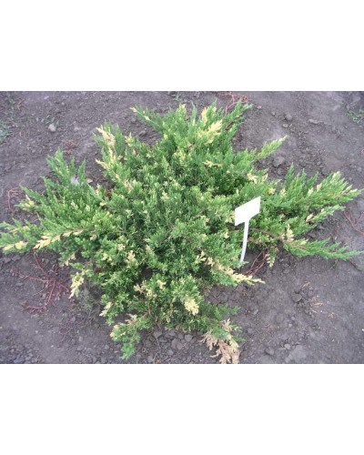 Ялівець горизонтальний Андорра Варієгата | Juniperus horizontalis Andorra Variegata | Можжевельник горизонтальный Андорра Вариегата