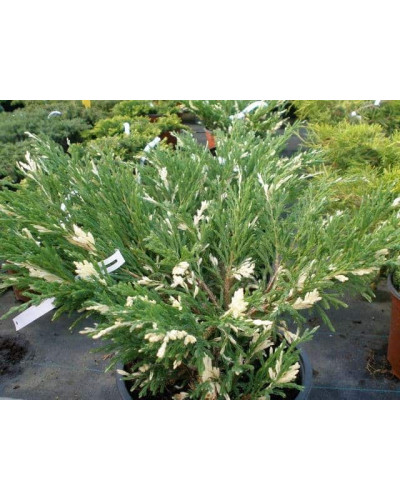 Ялівець горизонтальний Андорра Варієгата | Juniperus horizontalis Andorra Variegata | Можжевельник горизонтальный Андорра Вариегата
