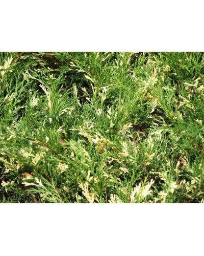 Ялівець горизонтальний Андорра Варієгата | Juniperus horizontalis Andorra Variegata | Можжевельник горизонтальный Андорра Вариегата