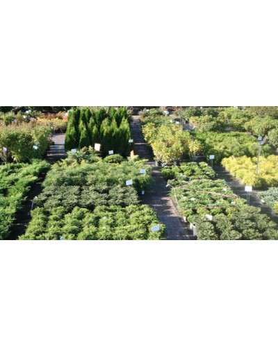 Ялівець горизонтальний Андорра Варієгата | Juniperus horizontalis Andorra Variegata | Можжевельник горизонтальный Андорра Вариегата