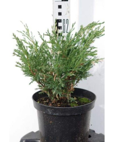 Ялівець горизонтальний Андорра Варієгата | Juniperus horizontalis Andorra Variegata | Можжевельник горизонтальный Андорра Вариегата