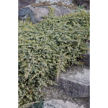 Ялівець береговий Сільвер Міст | Juniperus conferta Silver Mist | Можжевельник прибрежный Сильвер Мист