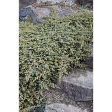 Ялівець береговий Сільвер Міст | Juniperus conferta Silver Mist | Можжевельник прибрежный Сильвер Мист