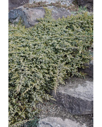 Ялівець береговий Сільвер Міст | Juniperus conferta Silver Mist | Можжевельник прибрежный Сильвер Мист