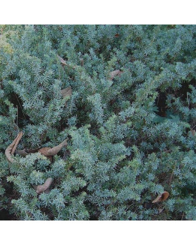 Ялівець береговий Сільвер Міст | Juniperus conferta Silver Mist | Можжевельник прибрежный Сильвер Мист