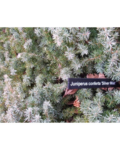 Ялівець береговий Сільвер Міст | Juniperus conferta Silver Mist | Можжевельник прибрежный Сильвер Мист