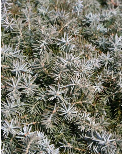 Ялівець береговий Сільвер Міст | Juniperus conferta Silver Mist | Можжевельник прибрежный Сильвер Мист