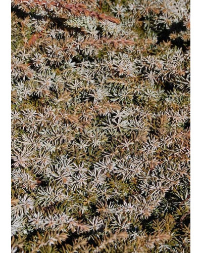 Ялівець береговий Сільвер Міст | Juniperus conferta Silver Mist | Можжевельник прибрежный Сильвер Мист