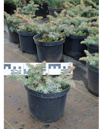 Ялівець береговий Сільвер Міст | Juniperus conferta Silver Mist | Можжевельник прибрежный Сильвер Мист