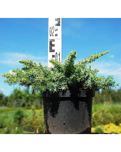 Ялівець береговий Сільвер Міст | Juniperus conferta Silver Mist | Можжевельник прибрежный Сильвер Мист