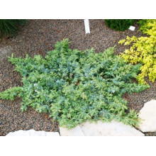 Ялівець береговий Сільвер Міст | Juniperus conferta Silver Mist | Можжевельник прибрежный Сильвер Мист