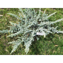 Ялівець береговий Сільвер Міст | Juniperus conferta Silver Mist | Можжевельник прибрежный Сильвер Мист